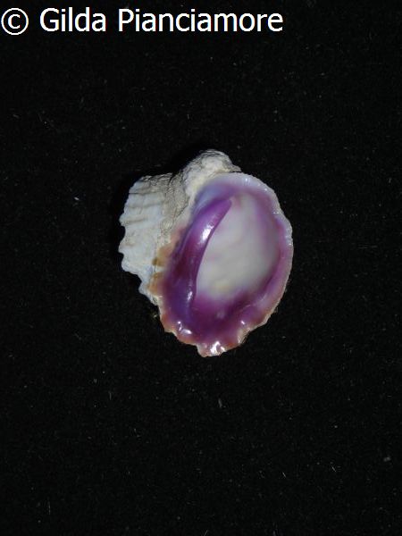 no photo for this shell